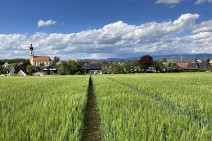 Getreidefeld vor der Silhouette einer Ortschaft.