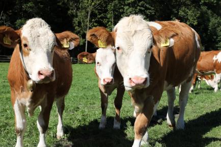 Kühe auf der Weide.