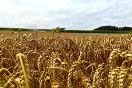 Im Vordergrund ein Weizenfeld und im Hintergrund ein Mähdrescher.